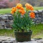  Tulip 'Orca,' Ready-to-Bloom Basket