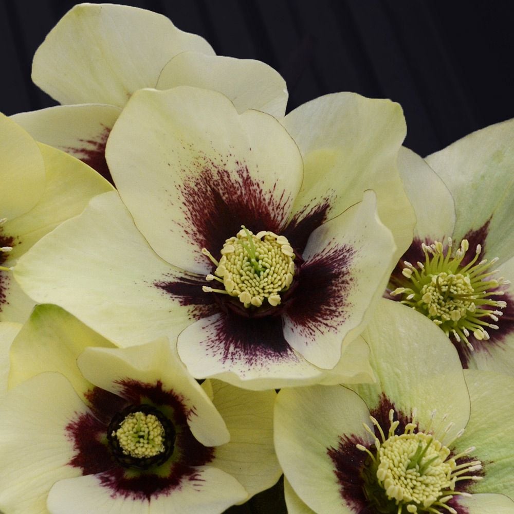 Helleborus Honeymoon® 'Spanish Flare' – White Flower Farm