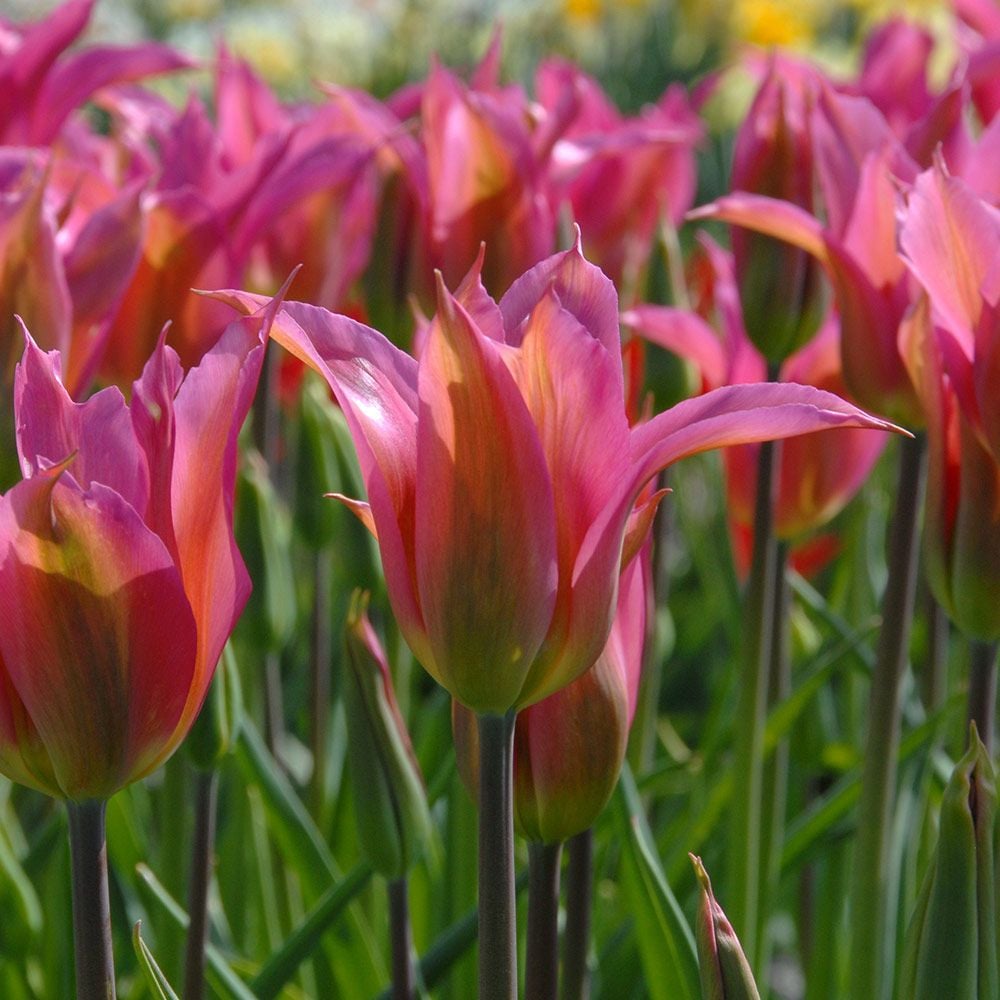 Tulip 'Liva' – White Flower Farm