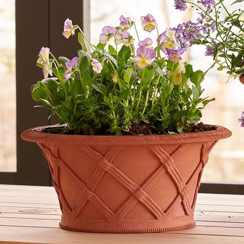 Shallow Basket Pot – White Flower Farm