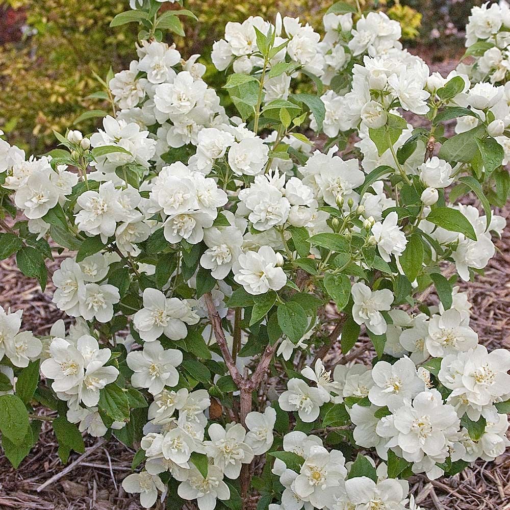 Philadelphus Snow White Sensation® – White Flower Farm