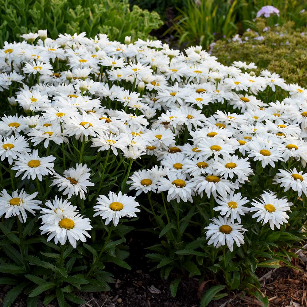 Leucanthemum x superbum 'Whoops-a-Daisy' – White Flower Farm