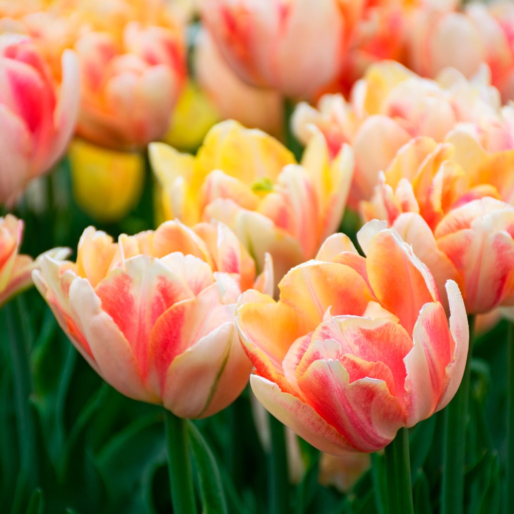 tulip様　ミンクファー　✳️350個 Tulip 'Foxy Foxtrot' – White Flower Farm
