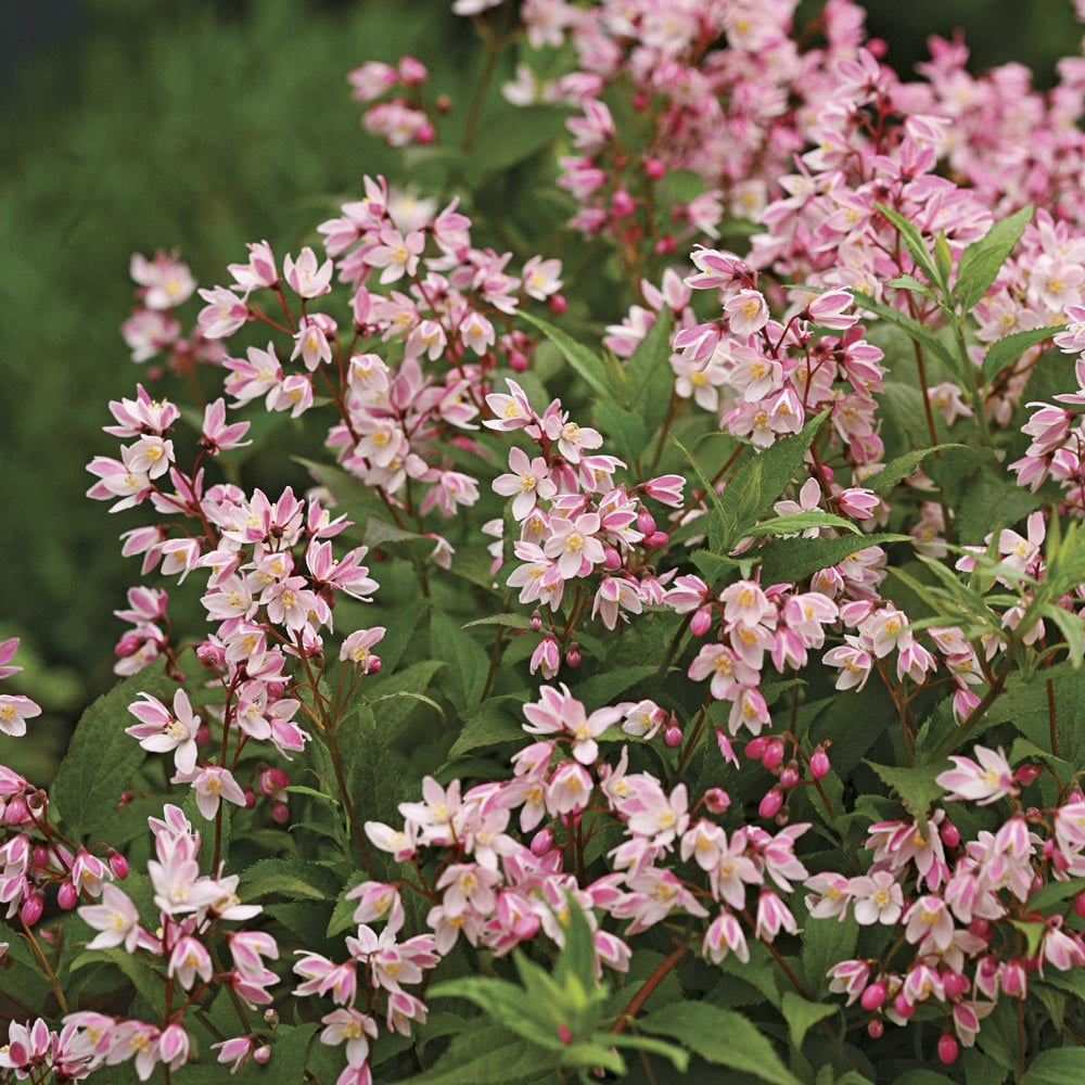 Deutzia Yuki Cherry Blossom® – White Flower Farm