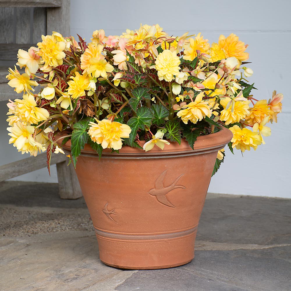 Whichford Swallow Pot – White Flower Farm