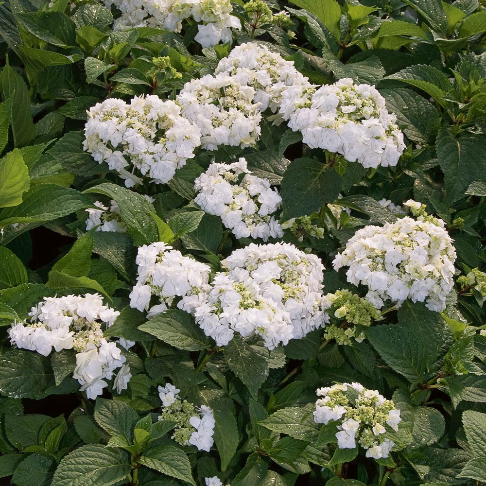 Hydrangea macrophylla 'Wedding Gown' – White Flower Farm