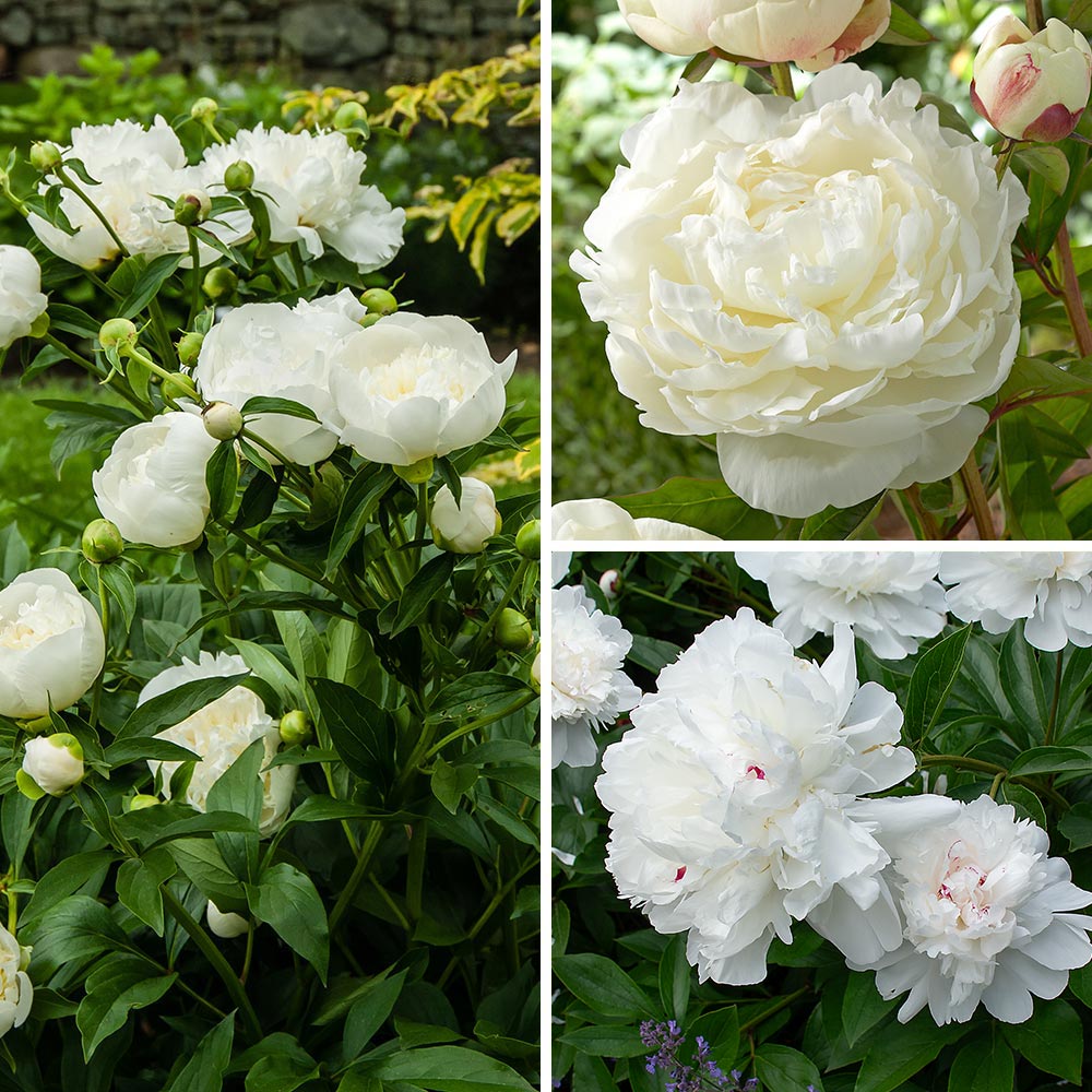 Fragrant White Peony Collection – White Flower Farm