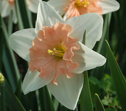 Narcissus Dear Love  White Flower Farm
