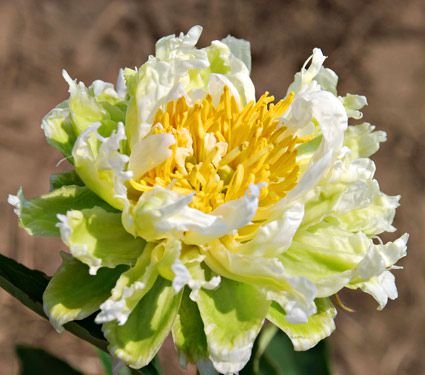 Paeonia Green Halo | White Flower Farm