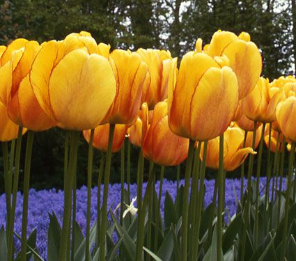 Tulip 'Blushing Apeldoorn'