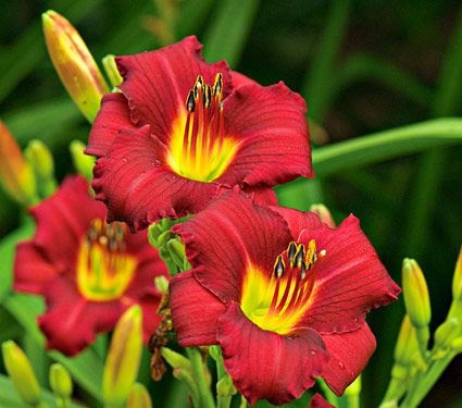 Border of Red Daylilies | White Flower Farm