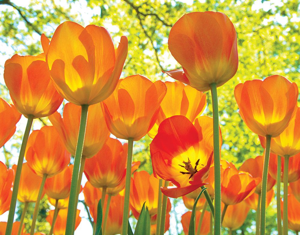 Tulip Lightning Sun White Flower Farm