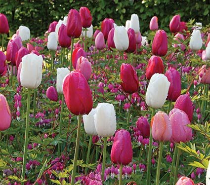 Heartstrings Dicentra & Tulip Collection