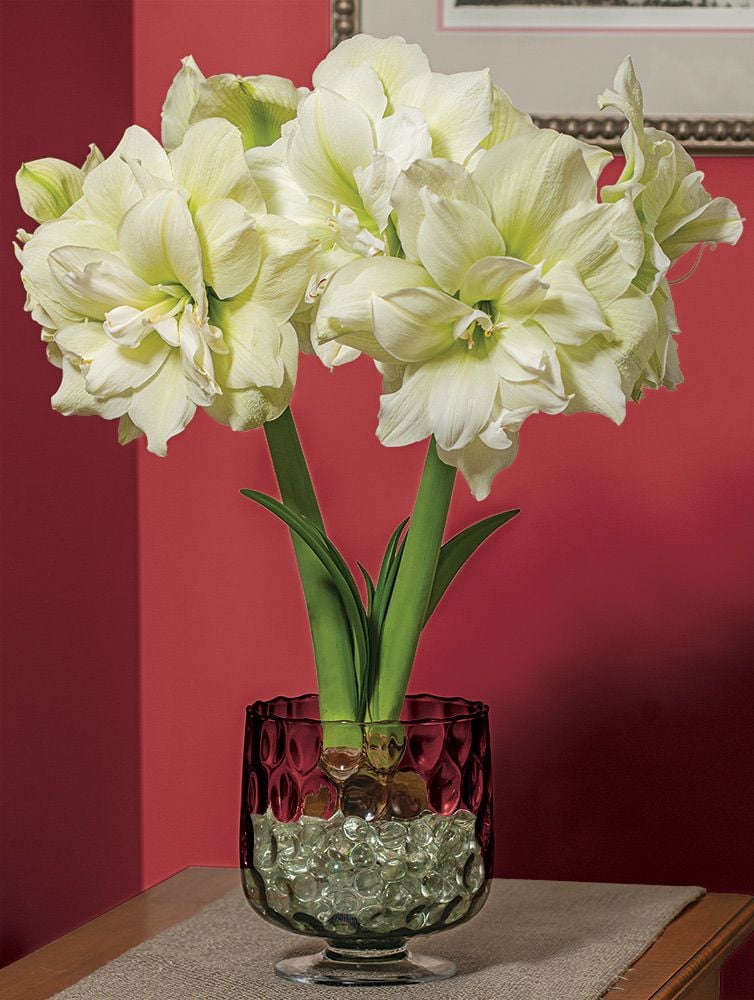 Amaryllis Marilyn | White Flower Farm