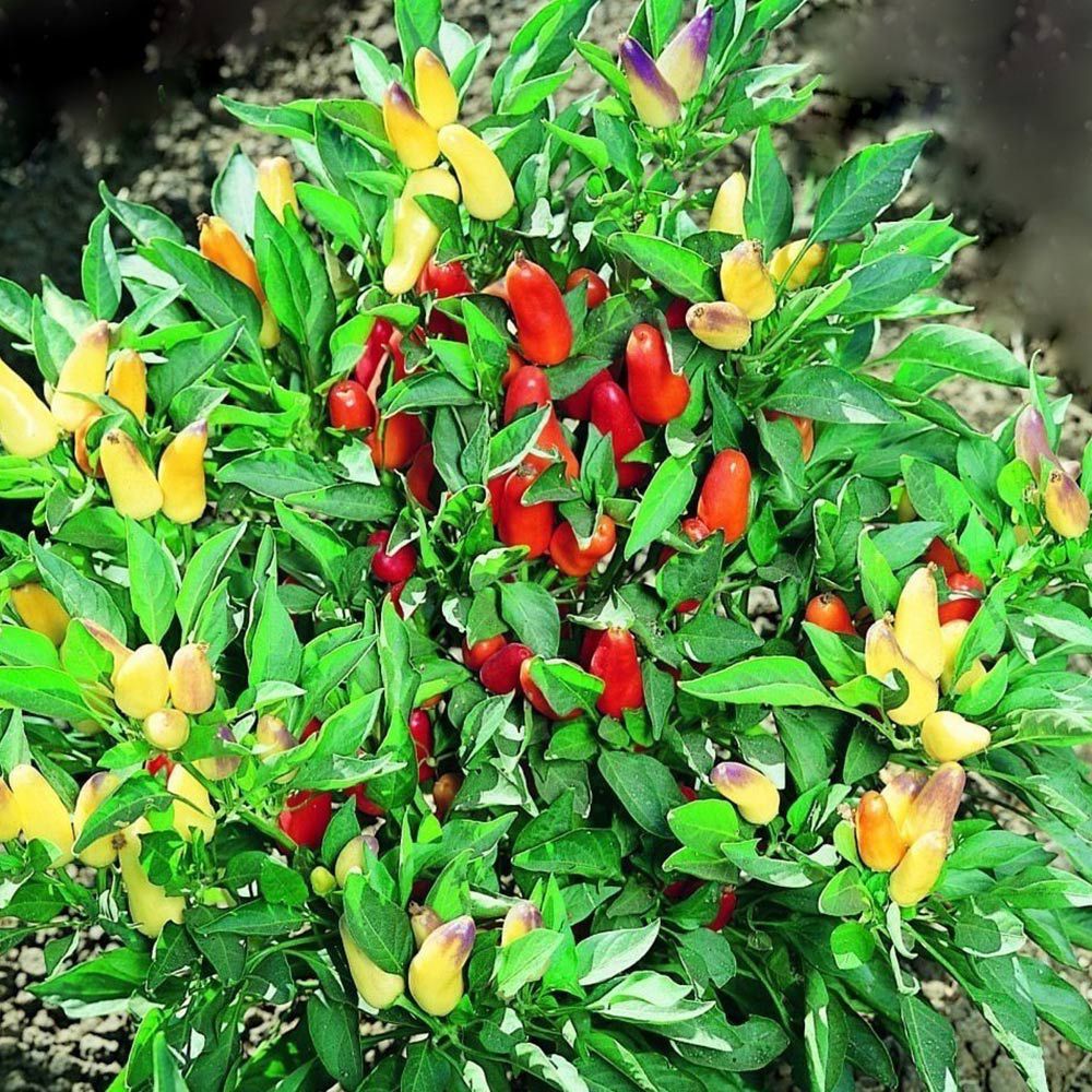 Garden Pepper Pretty N Sweet White Flower Farm