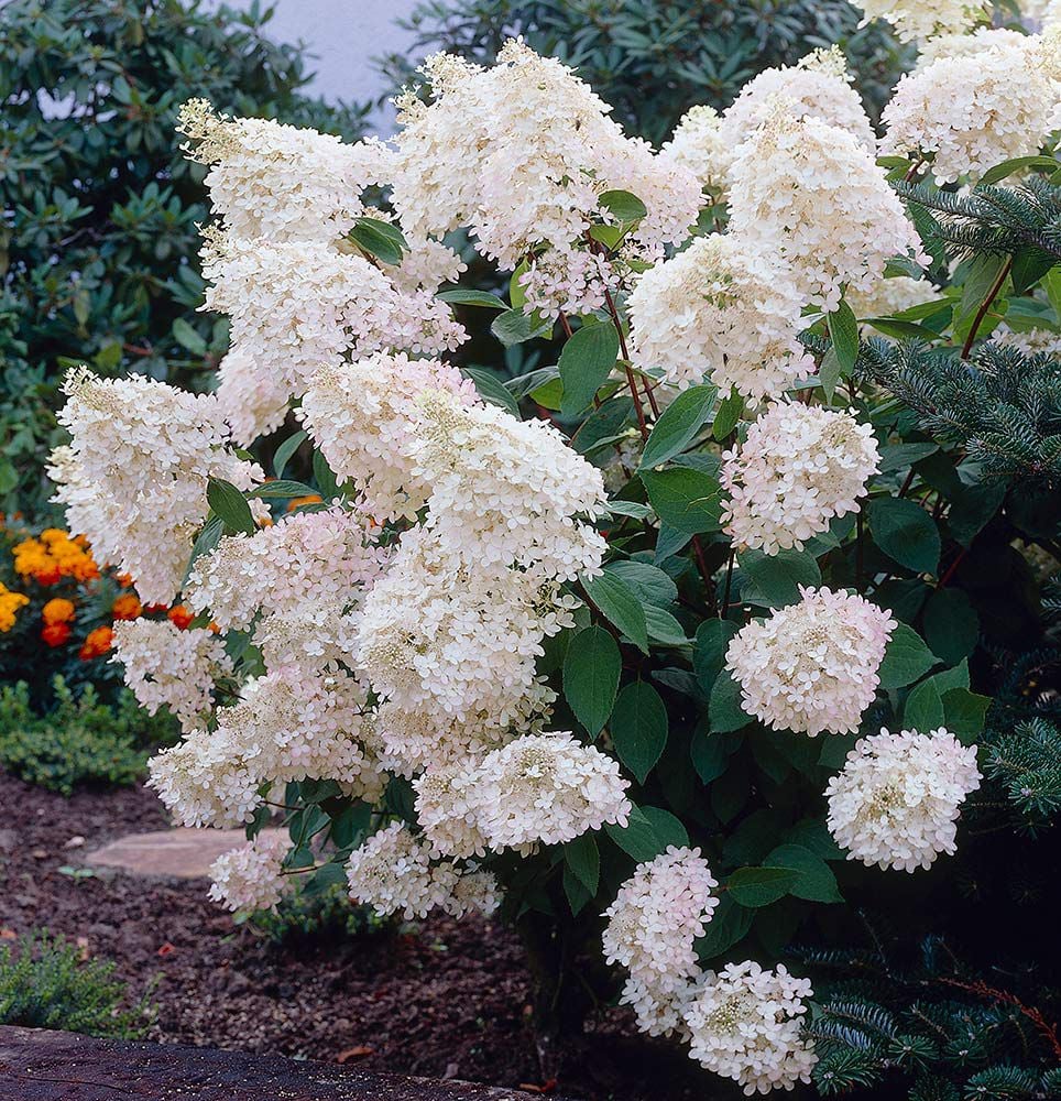 hydrangea