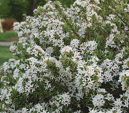 Daphne 'Carol Mackie'