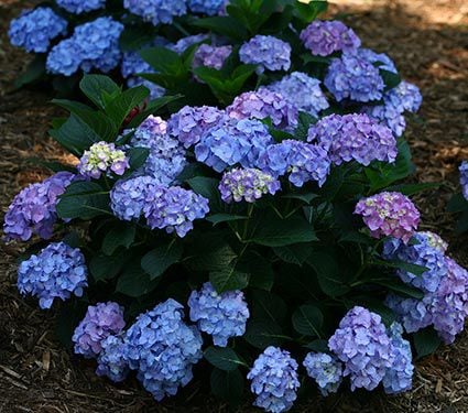 Hydrangea macrophylla Let39;s Dance® Blue Jangles®  White Flower Farm