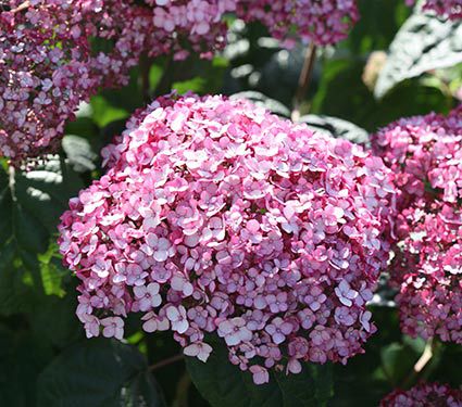 Hydrangea arborescens Incrediball® Blush  White Flower Farm