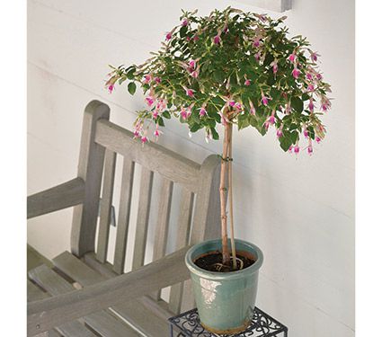 Fuchsia 'Miniroos' Topiary