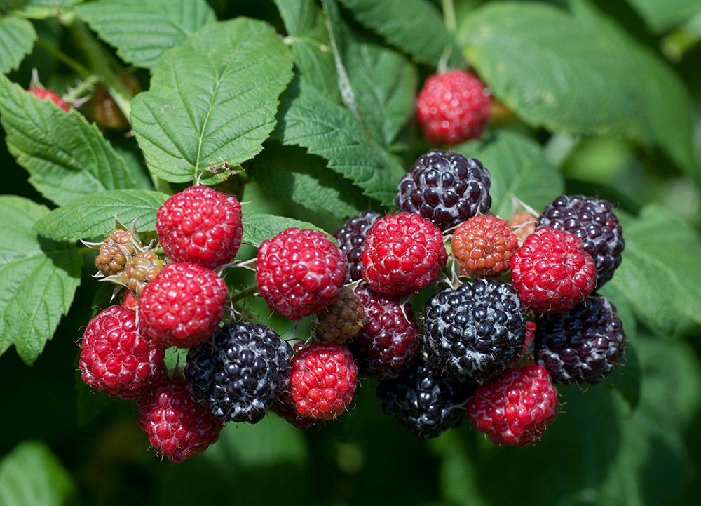 Raspberry Jewel White Flower Farm