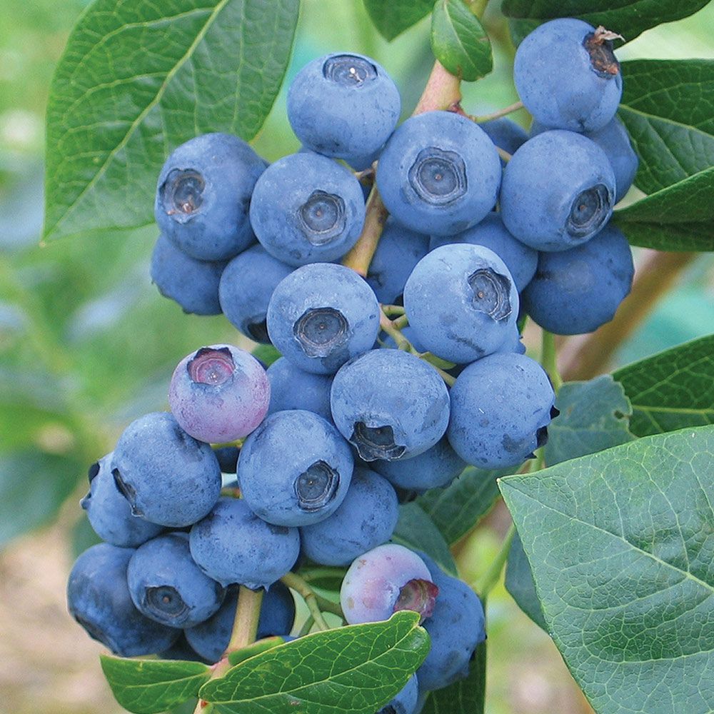 BLUEBERRY EARLIBLUE White Flower Farm