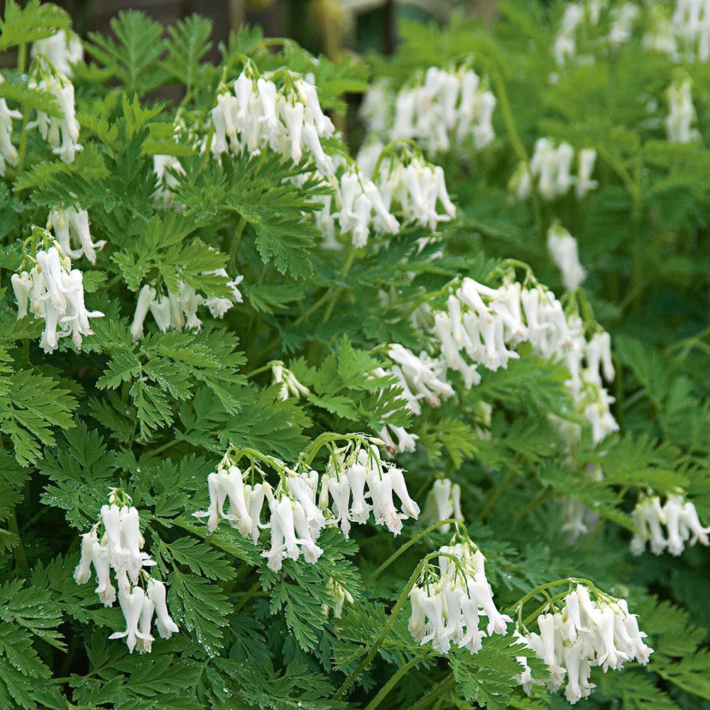 Dicentra eximia Snowdrift White Flower Farm