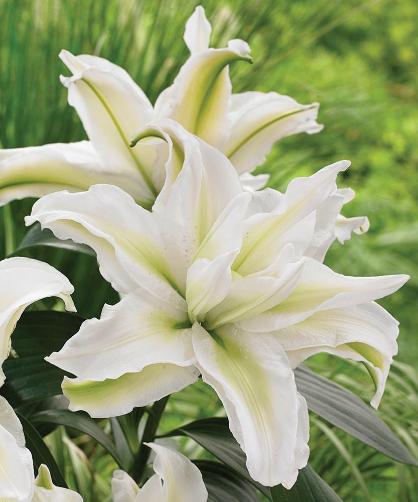 Lilium Roselily Annika® | White Flower Farm