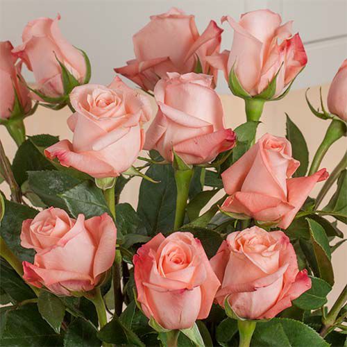 Months of Elegant Rose Bouquets