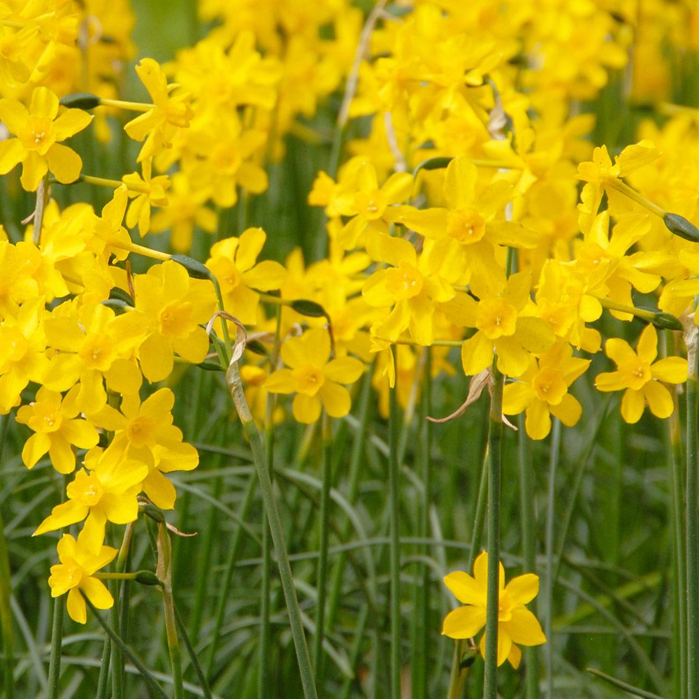 Narcissus jonquilla var. henriquesii  White Flower Farm