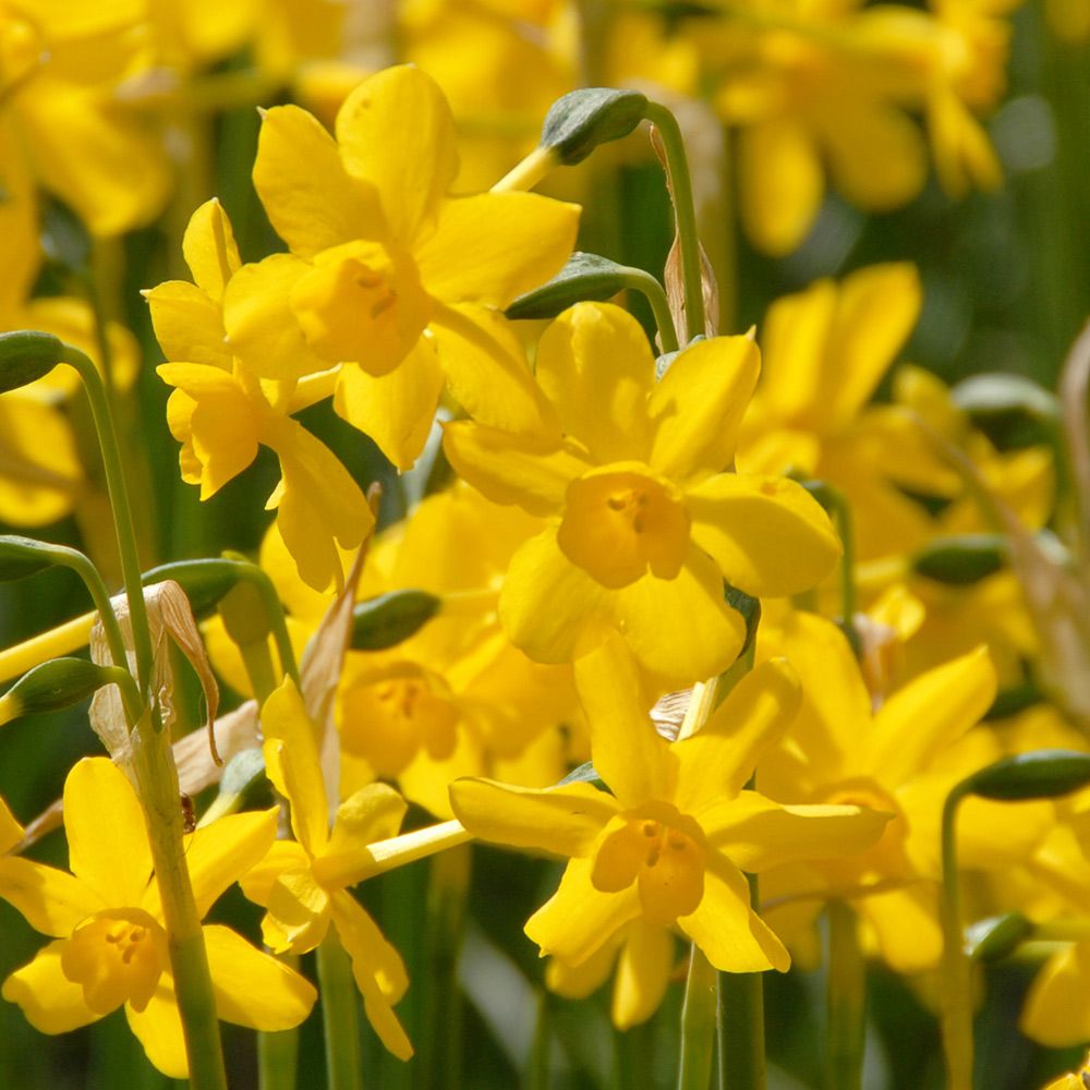 Narcissus jonquilla var. henriquesii White Flower Farm