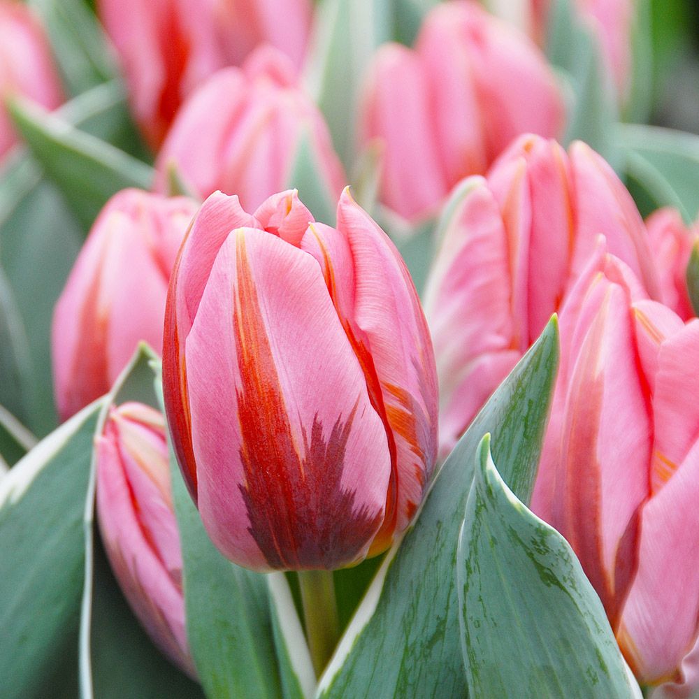 Tulip Pretty Princess White Flower Farm