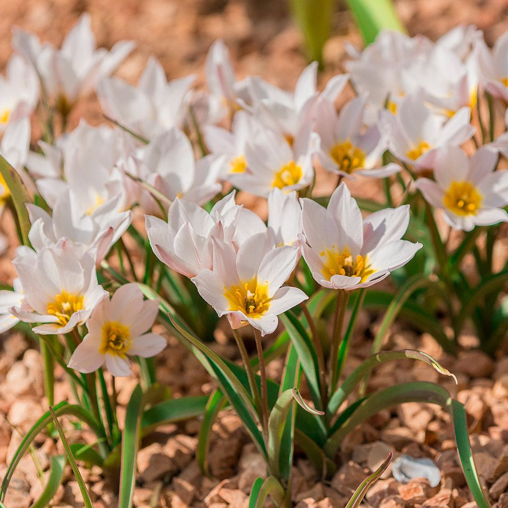 Tulip cretica White Flower Farm