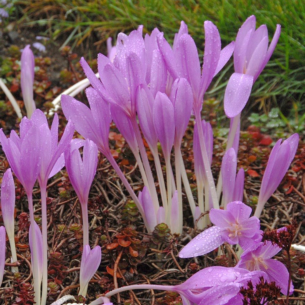 Colchicum 'Lilac Wonder'