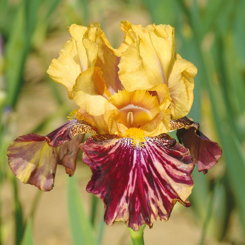 Iris germanica 'Ziggy' - Reblooming
