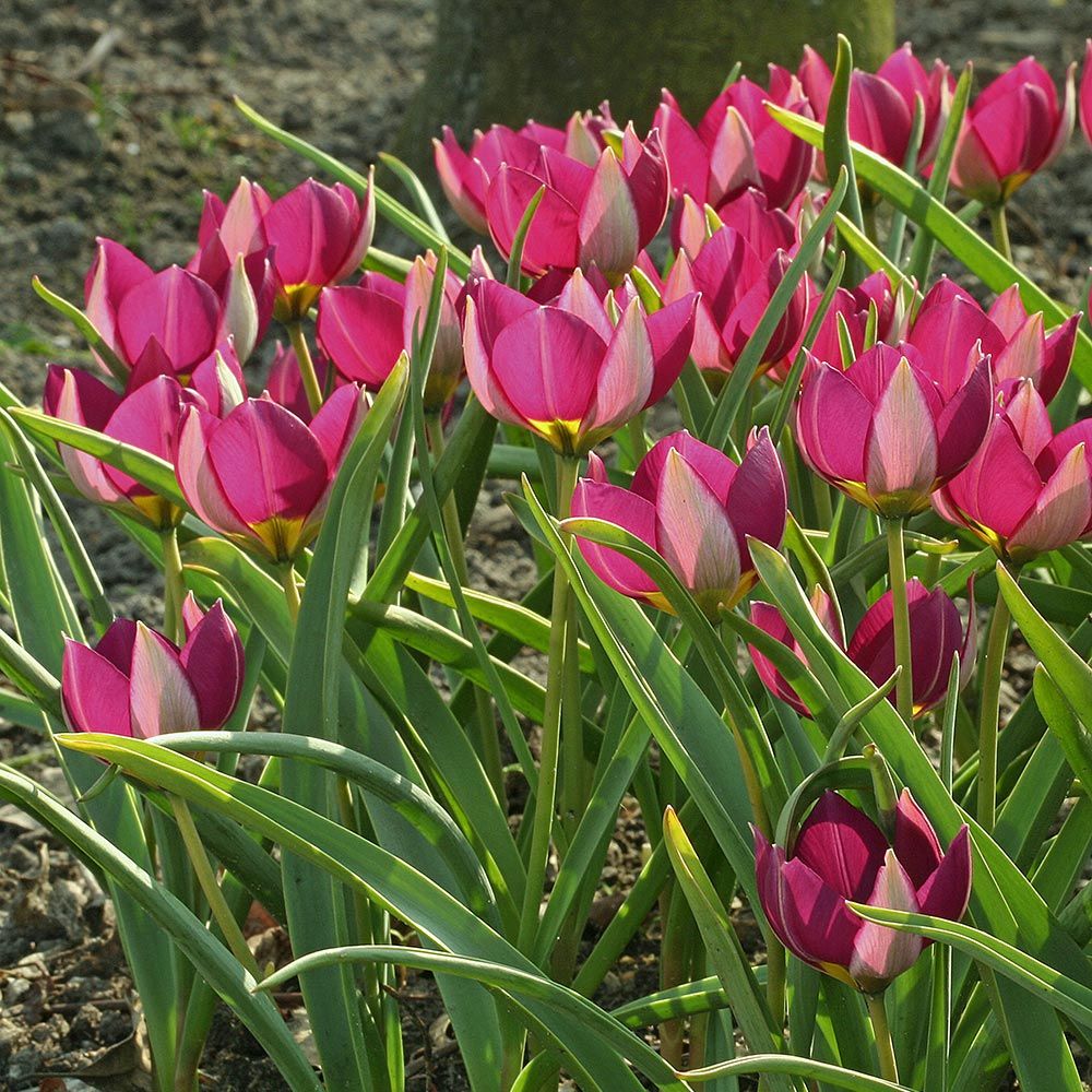 Tulip humilis 'Persian Pearl'