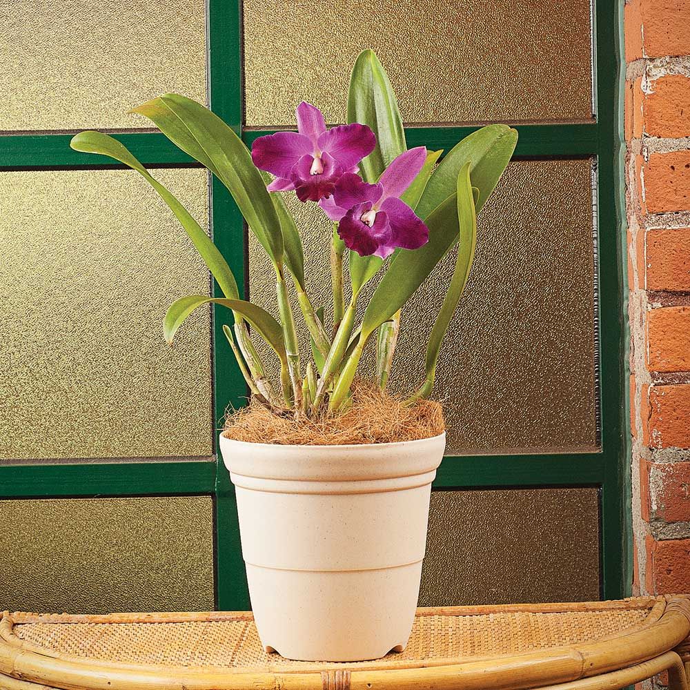 Purple Cattleya Orchid in a 7" cream nursery pot White Flower Farm