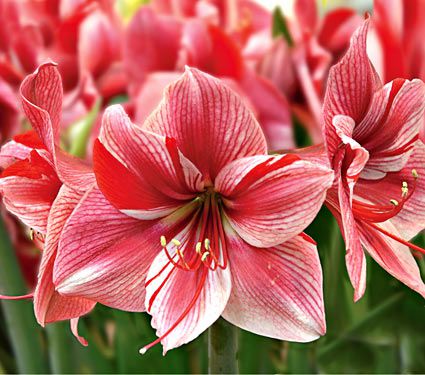 Amaryllis Fantasy | White Flower Farm