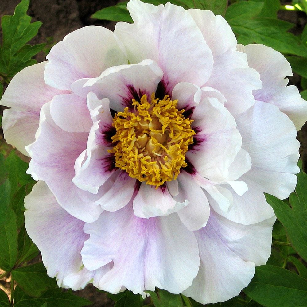 Naked Sword And The Tree Peony Of Black Paeonia suffruticosa Ezra Pound | White Flower Farm