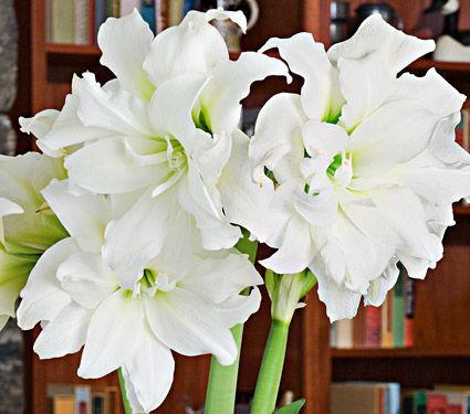 Amaryllis Ice Queen | White Flower Farm