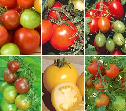 Early Pickers Tomato Collection