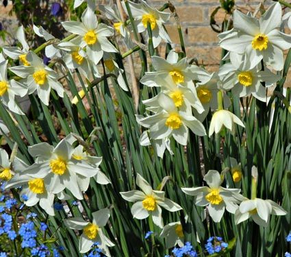 Narcissus Heirloom Mixture  White Flower Farm