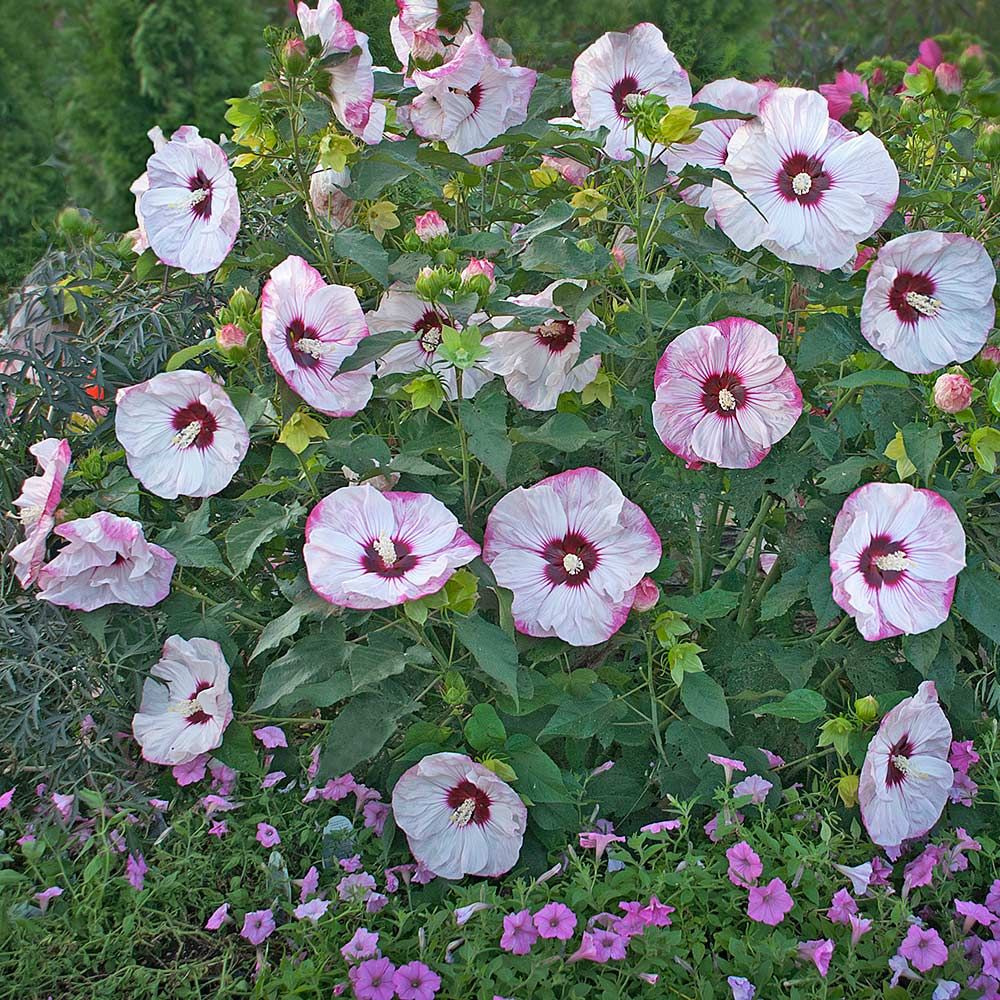 Hibiscus Summerific® Cherry Cheesecake White Flower Farm