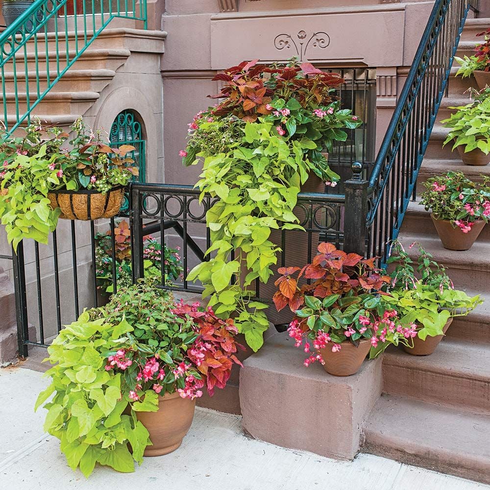 Hummingbird Annual Collection White Flower Farm