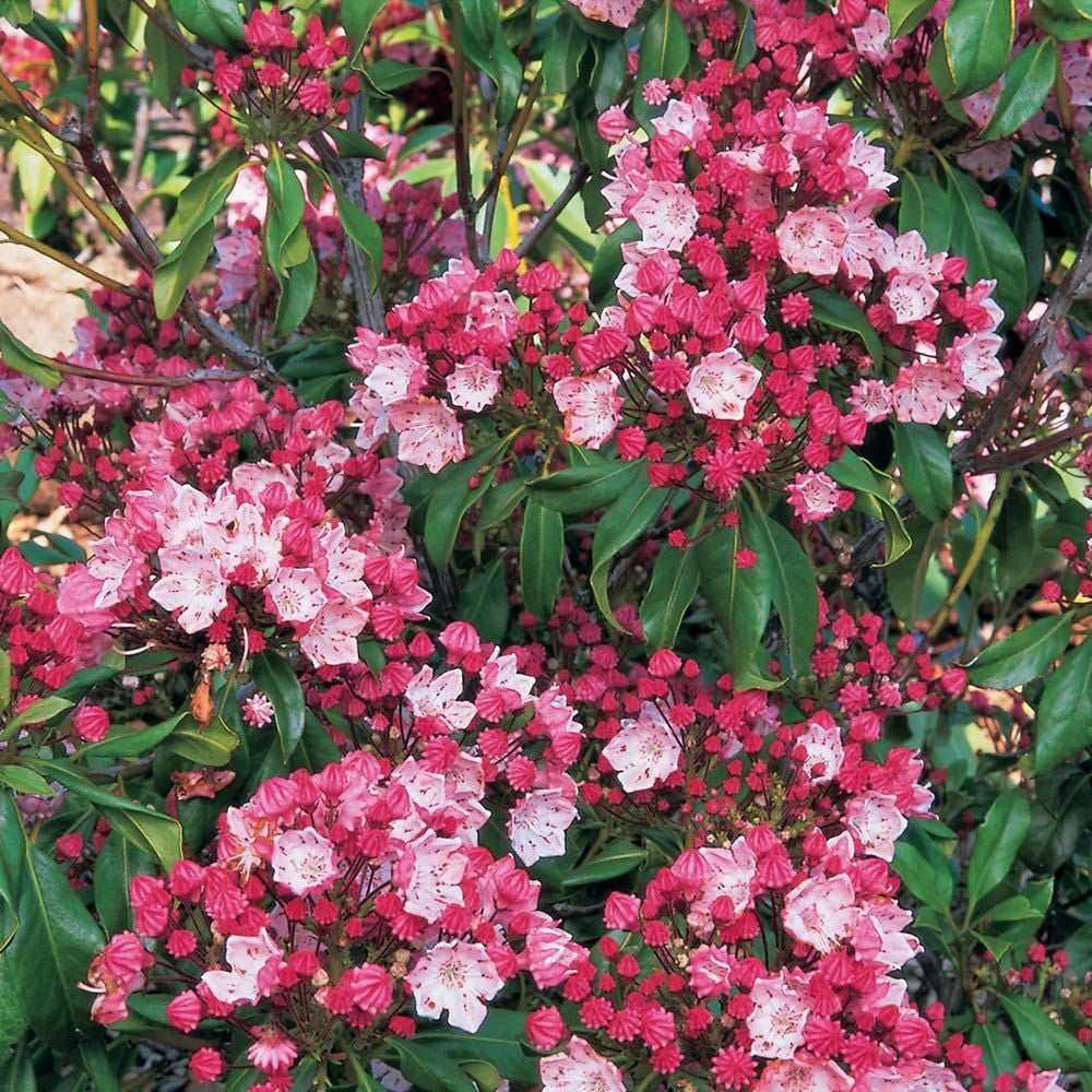 kalmia latifolia olympic fire flower laurel mountain garden choose board