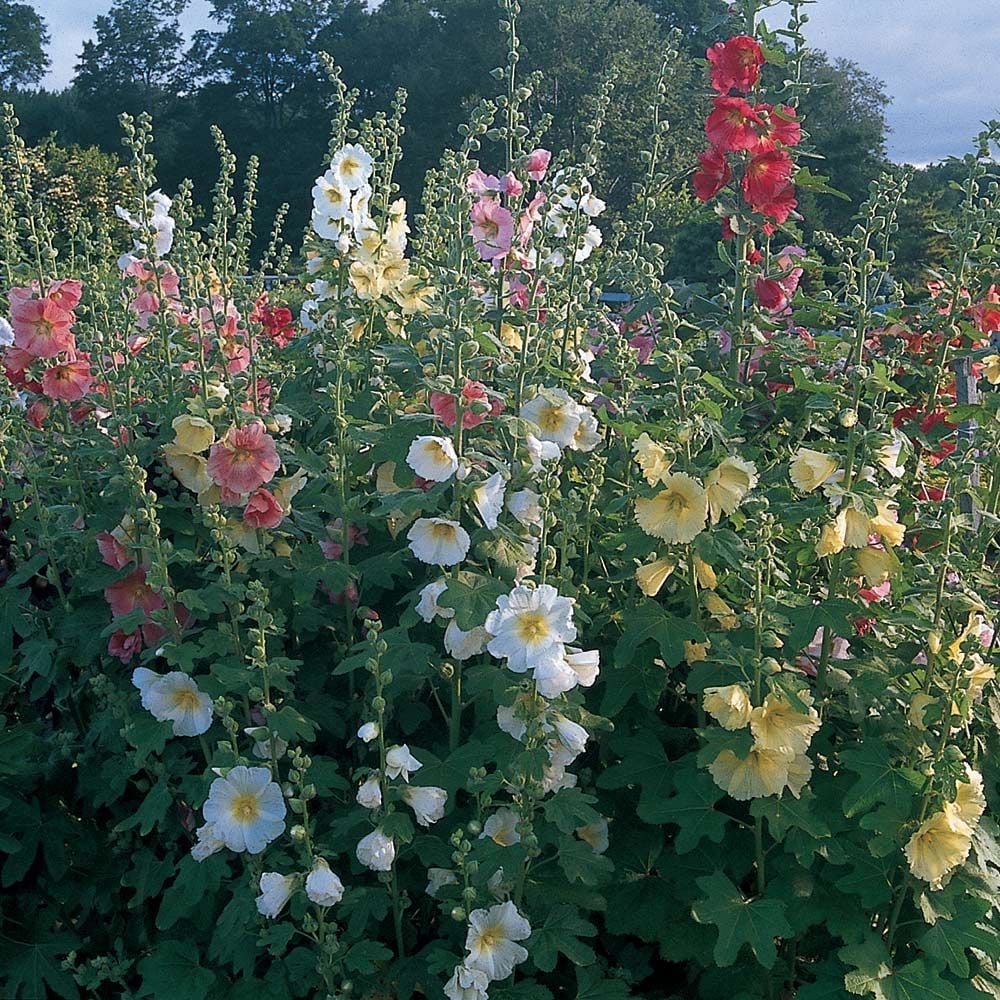Alcea perennial Singles White Flower Farm