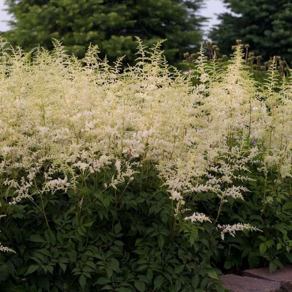 Astilbe x arendsii Bridal Veil White Flower Farm