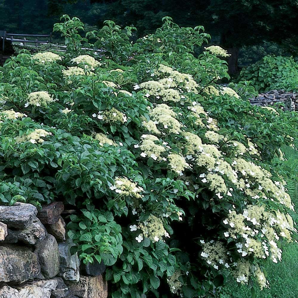 Hydrangea anomala petiolaris White Flower Farm