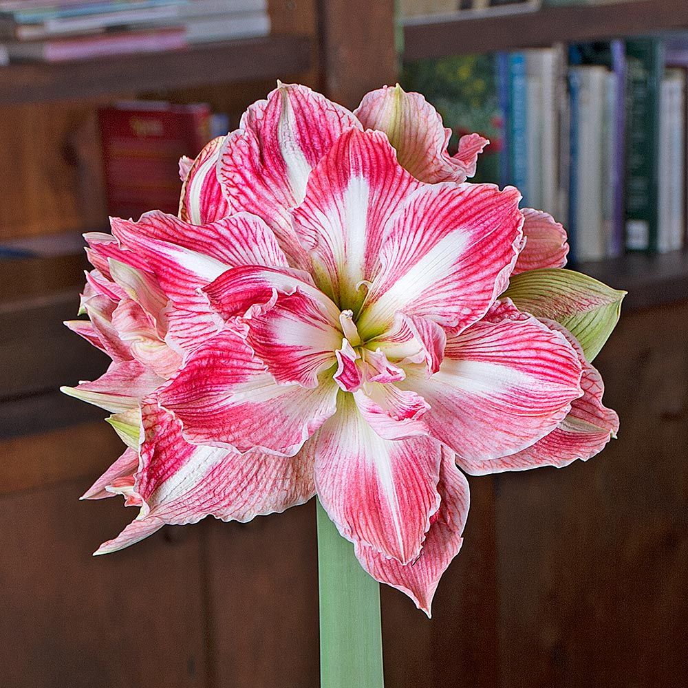 Amaryllis Pretty Nymph White Flower Farm