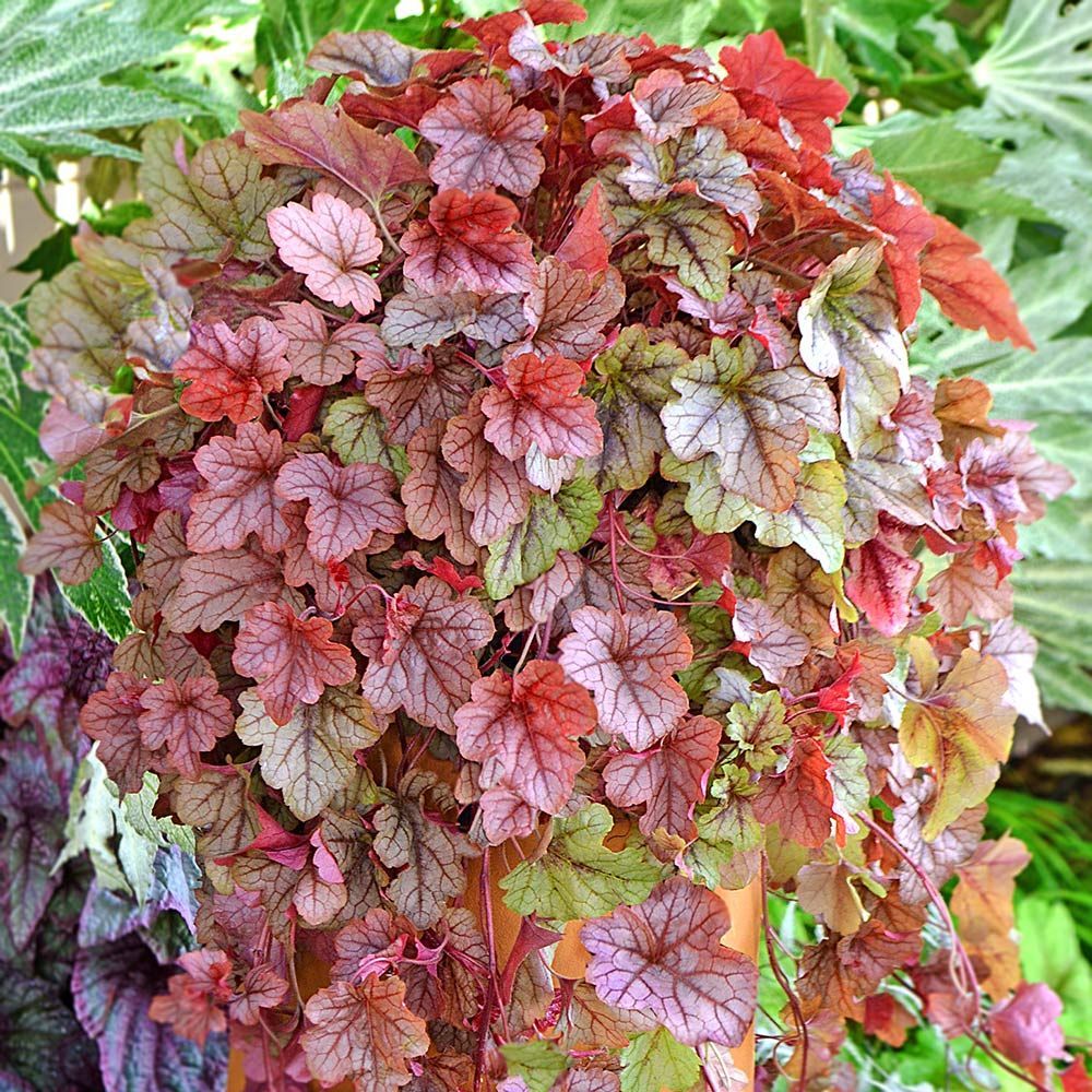 Heucherella White Flower Farm